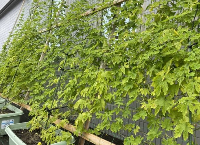 ゴーヤカーテン